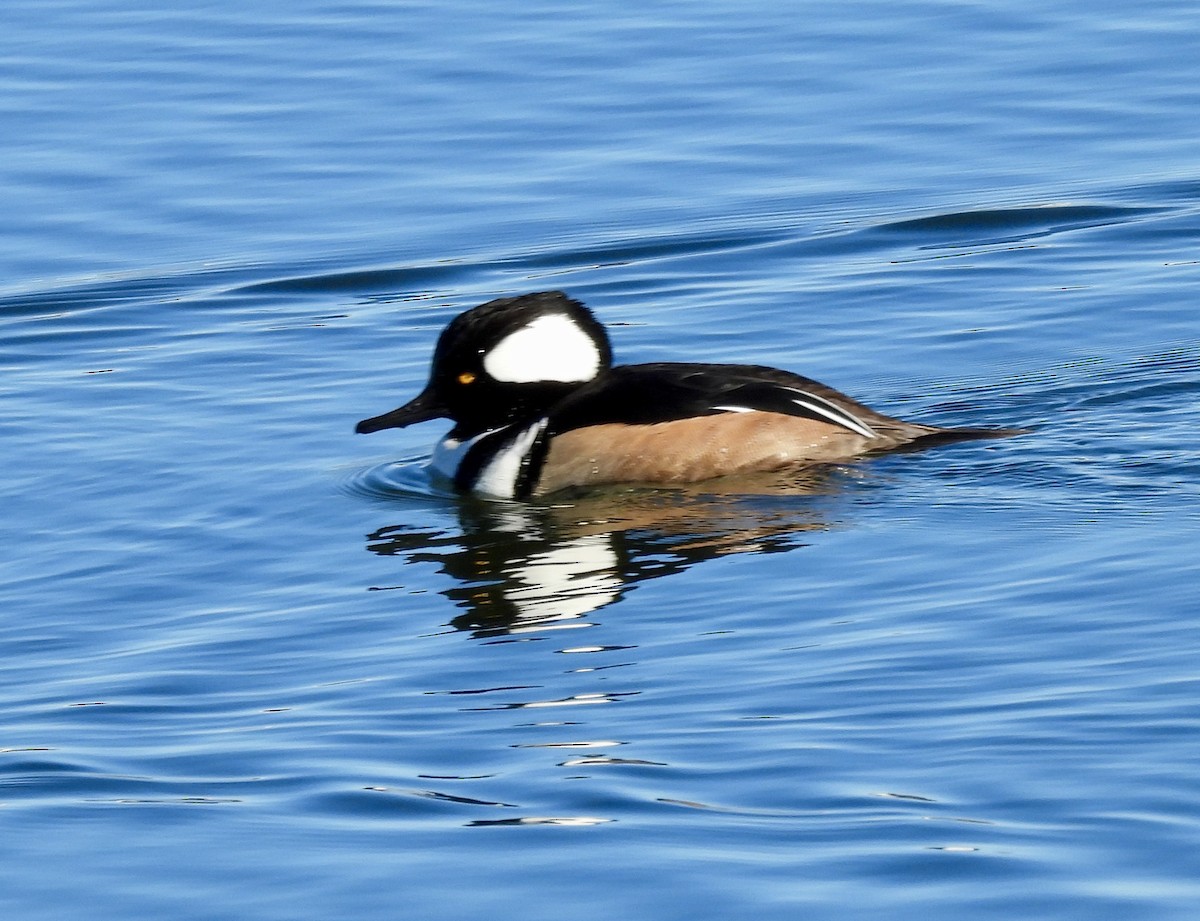 Hooded Merganser - ML646655433