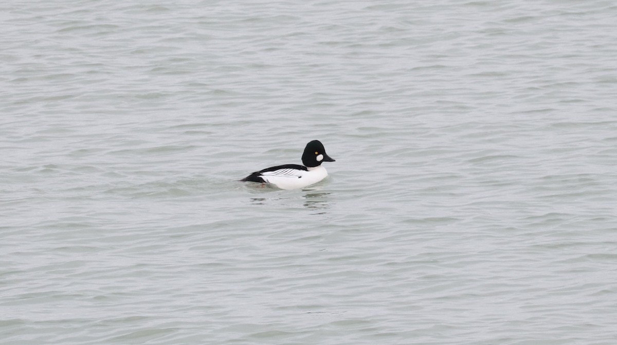 Common Goldeneye - ML646655437