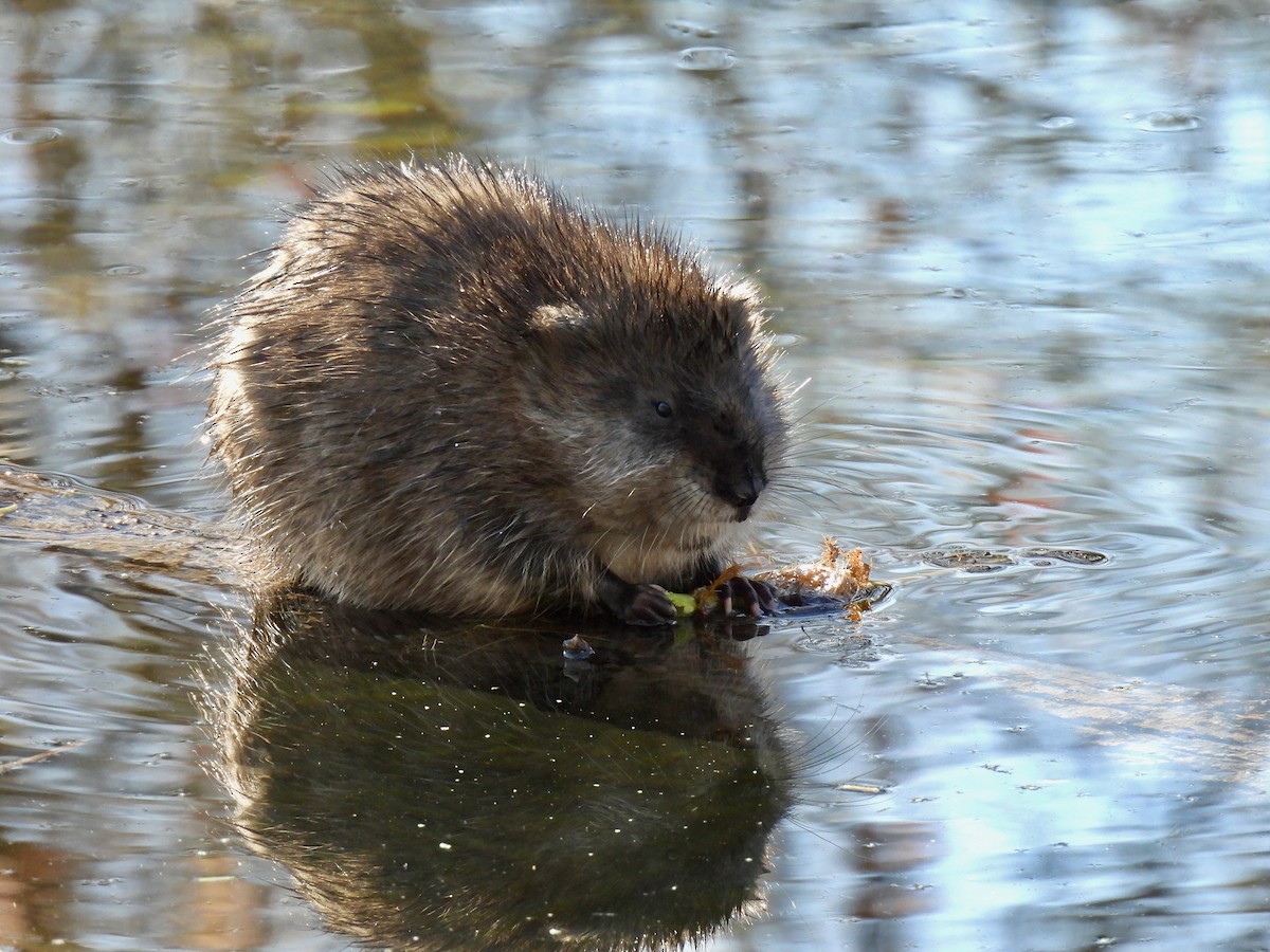 American Beaver - ML646655440