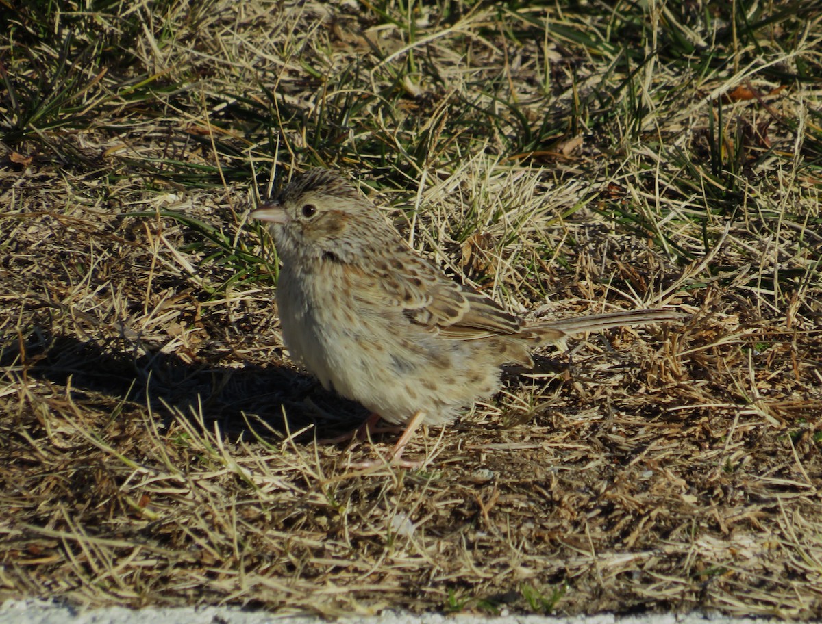 Cassin's Sparrow - ML646655446