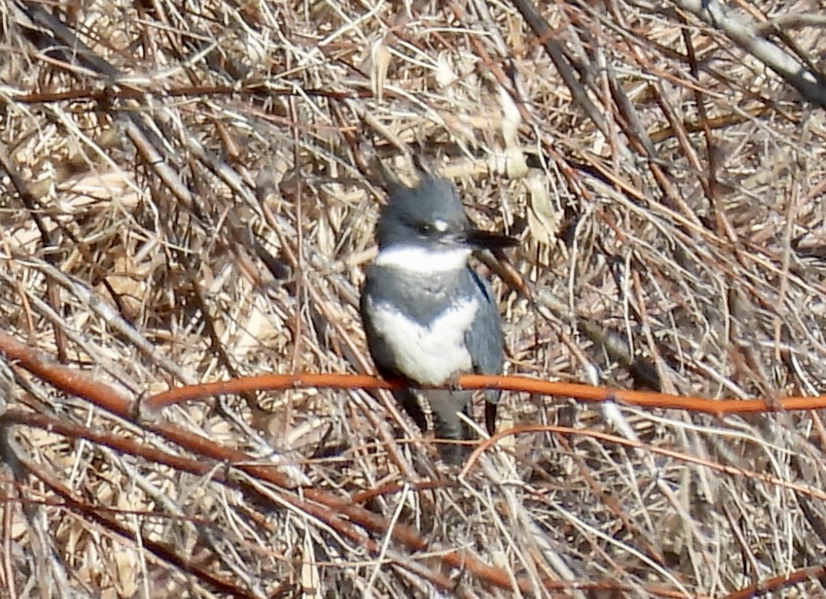 Belted Kingfisher - ML646655447