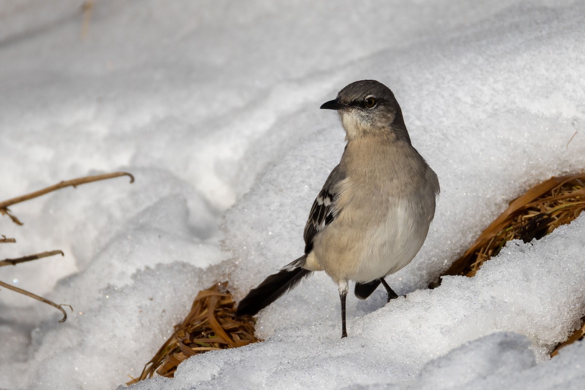 Northern Mockingbird - ML646655448