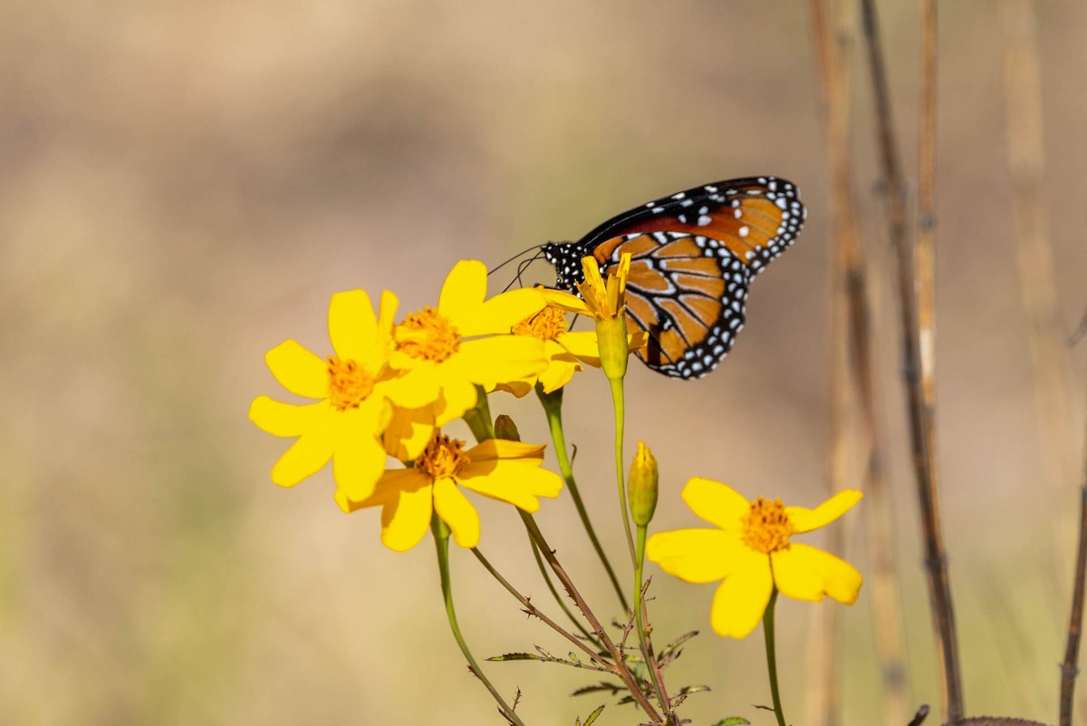 女王斑蝶 - ML646655449