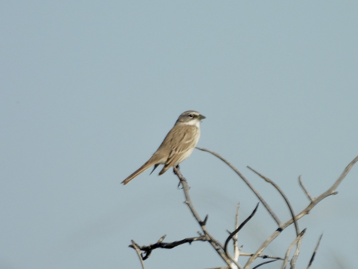Sagebrush Sparrow - ML646655453