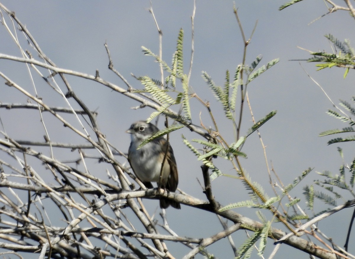 Sagebrush Sparrow - ML646655454