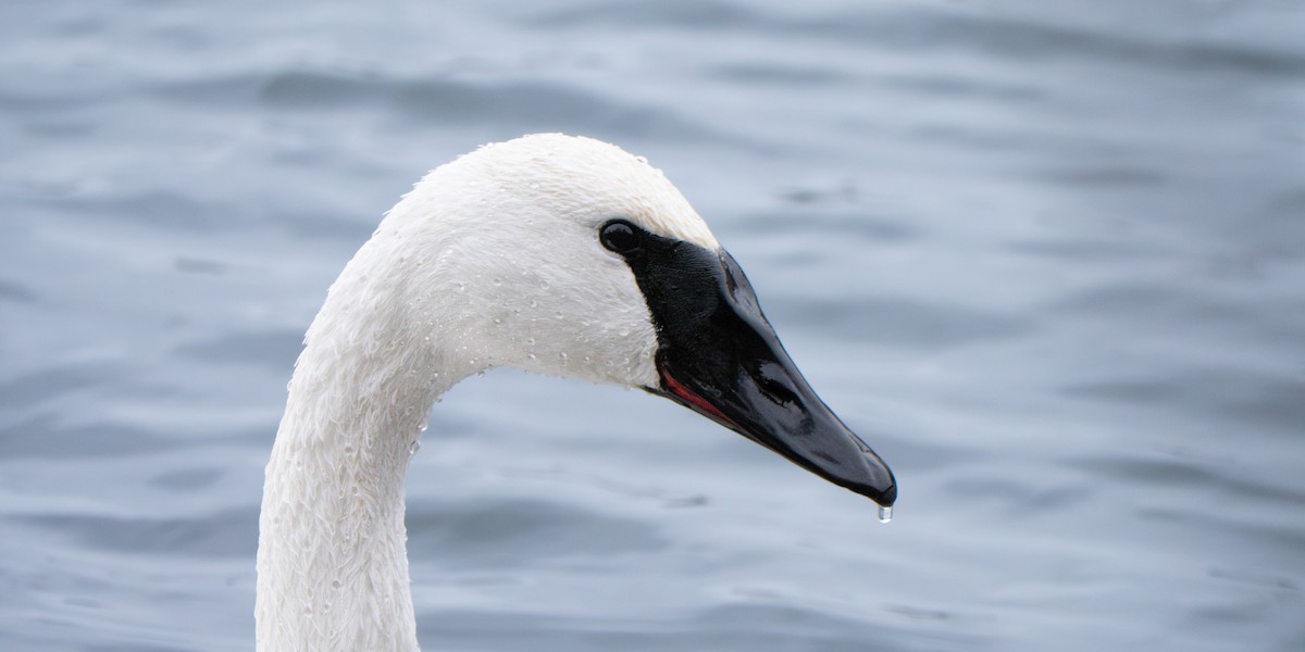 Trumpeter Swan - ML646655457