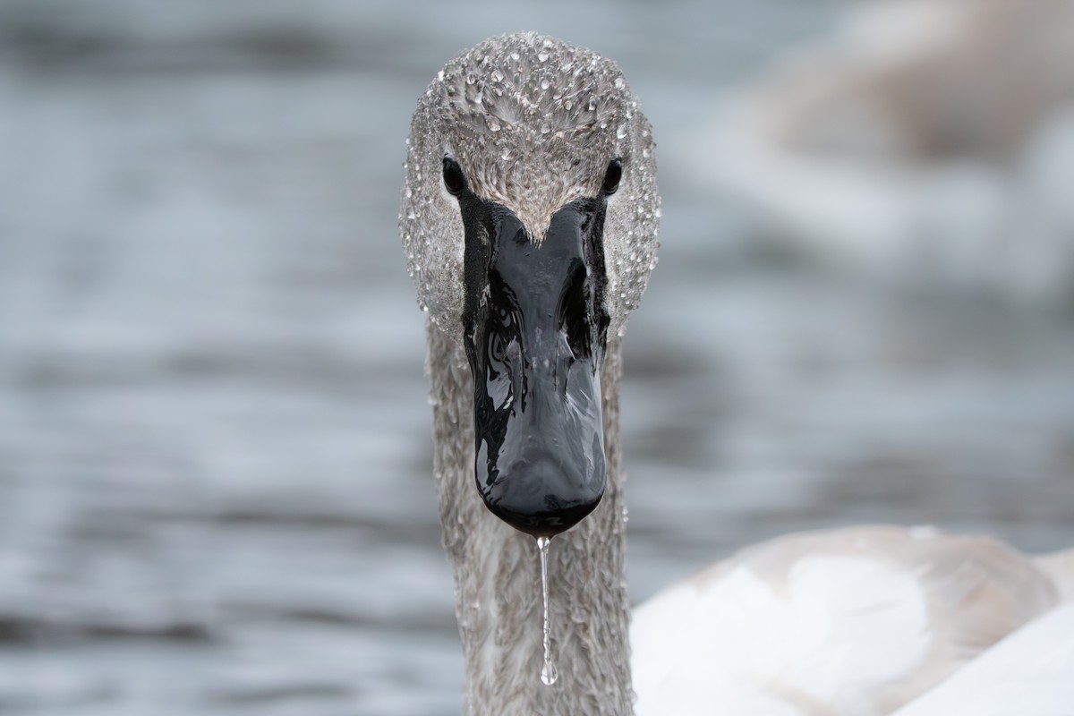 Trumpeter Swan - ML646655458