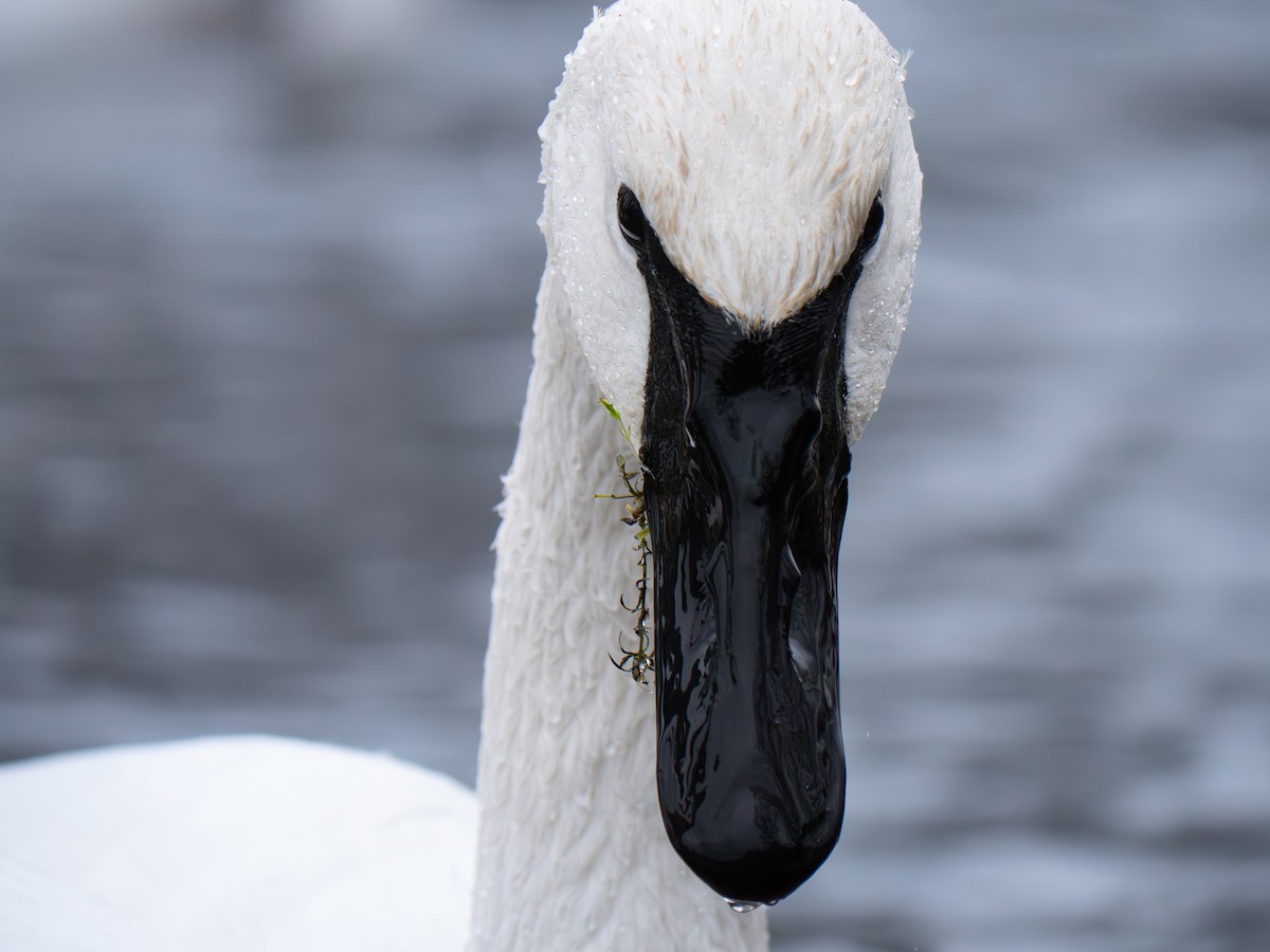 Trumpeter Swan - ML646655459