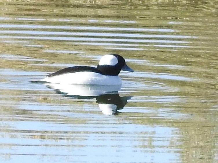 Bufflehead - ML646655468