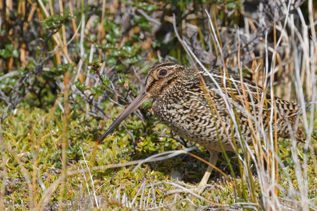 Fuegian Snipe - ML646655471