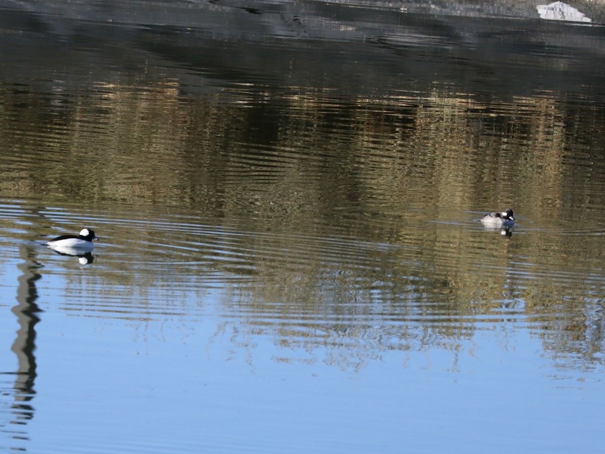 Bufflehead - ML646655472