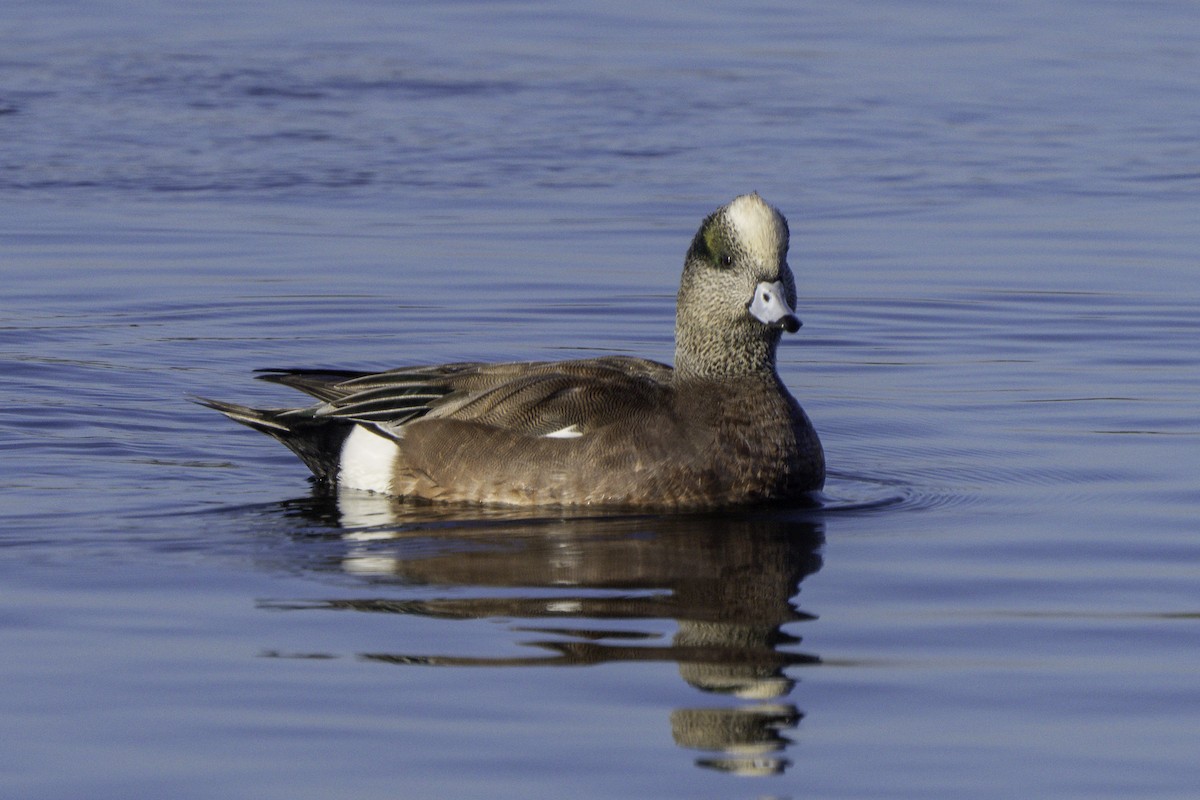 American Wigeon - ML646655473