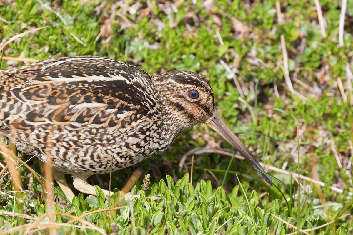 Fuegian Snipe - ML646655479