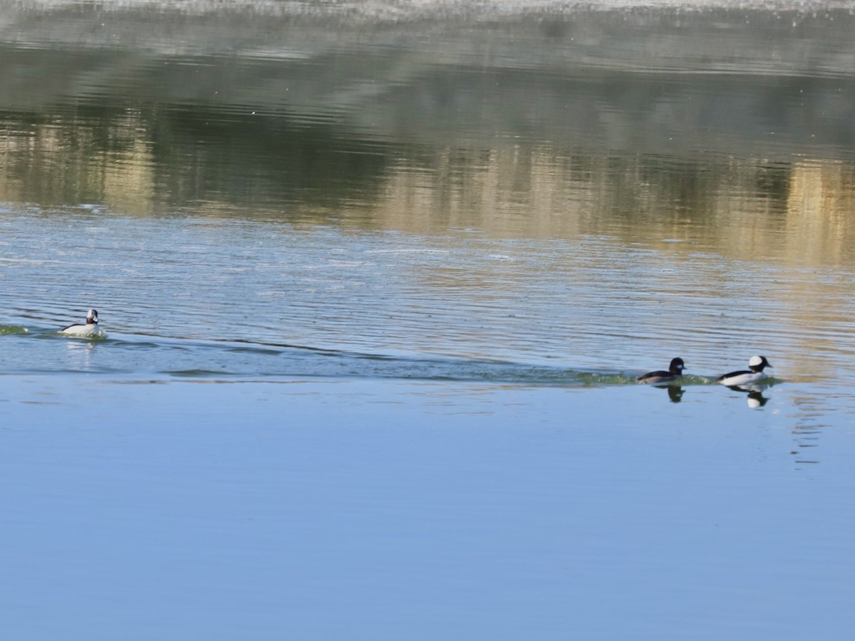 Bufflehead - ML646655480