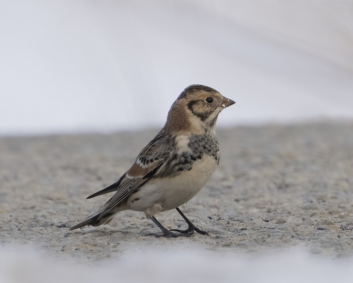 Лапландский подорожник - ML646655482