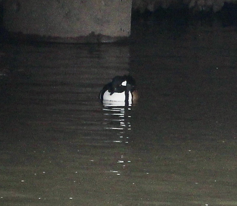 Smergo dal cappuccio - ML646655483