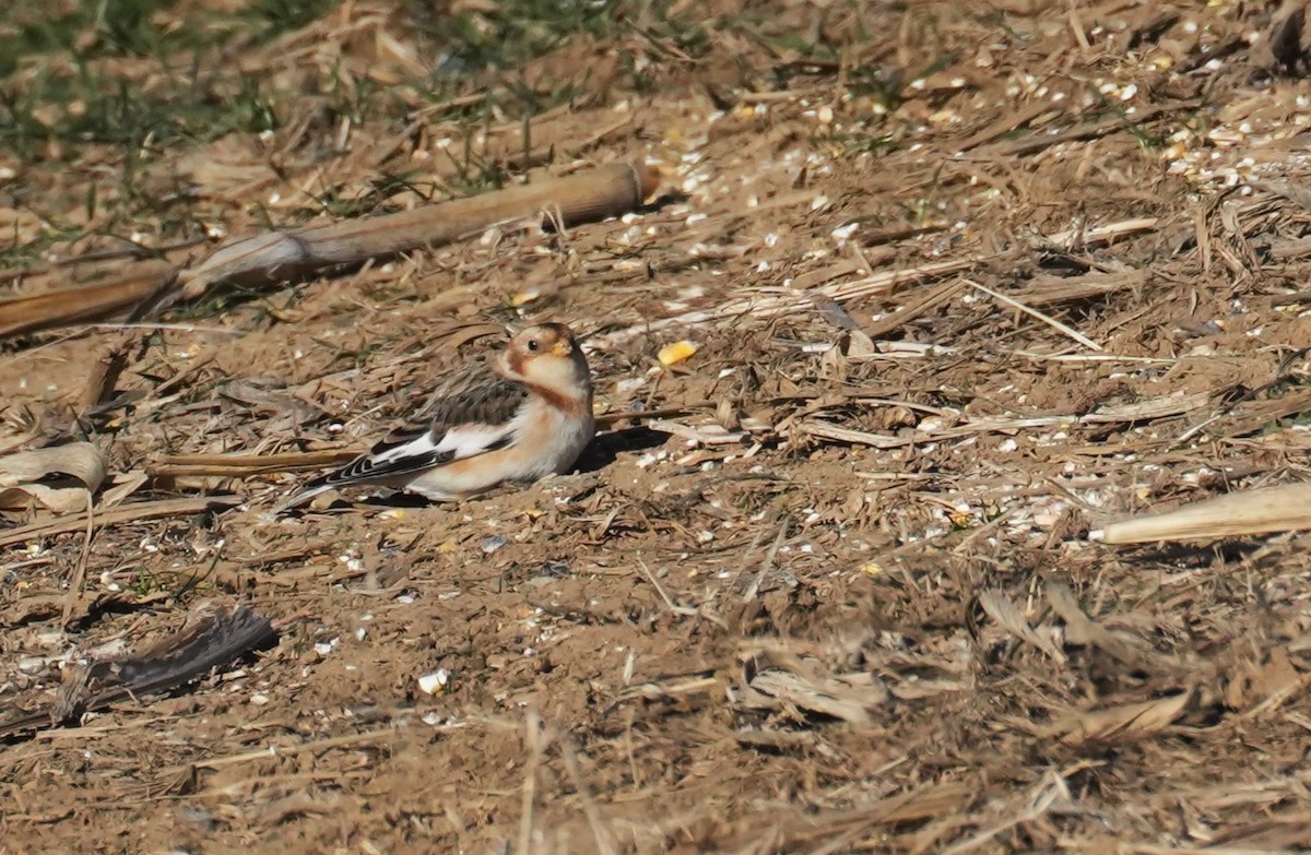 Snow Bunting - ML646655484