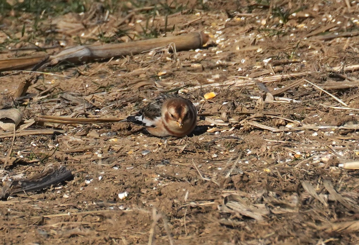 Snow Bunting - ML646655485