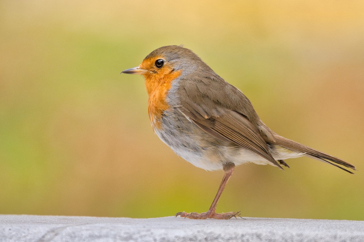 European Robin - ML646655486