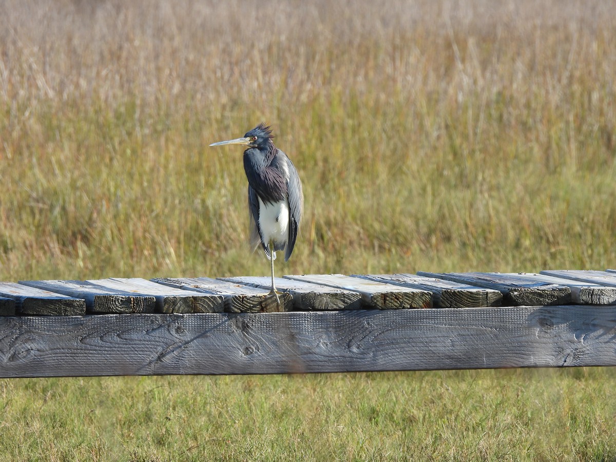 Tricolored Heron - ML646655487