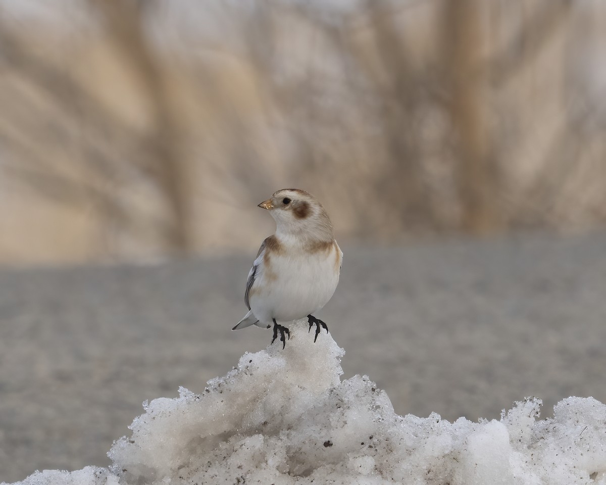 Пуночка - ML646655489