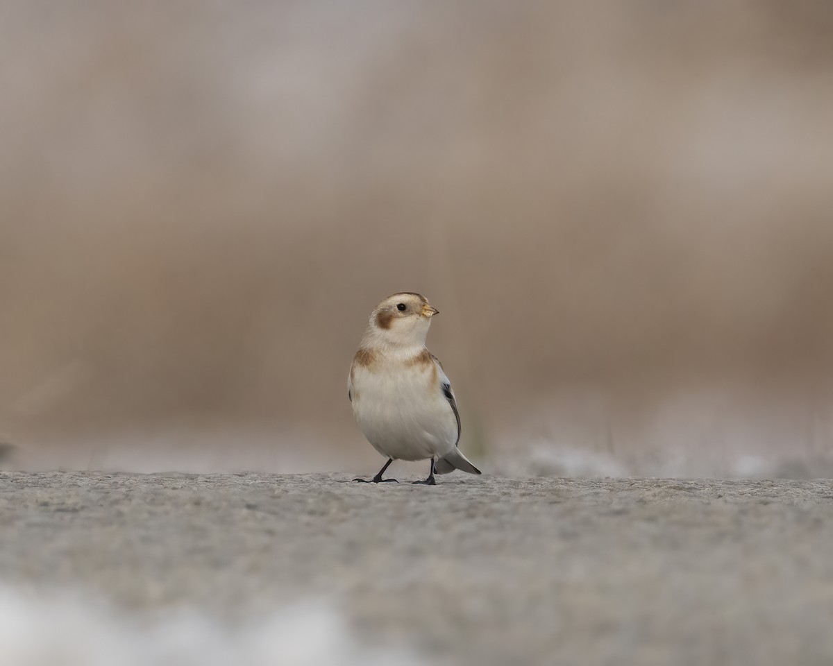 Пуночка - ML646655490