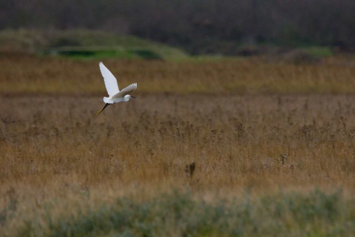 Seidenreiher - ML646655492