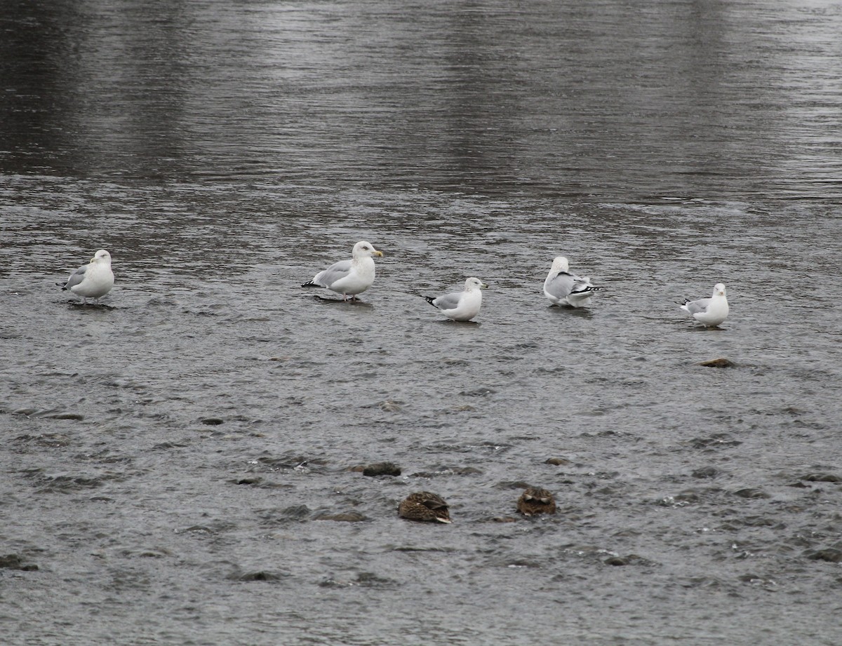 American Herring Gull - ML646655493