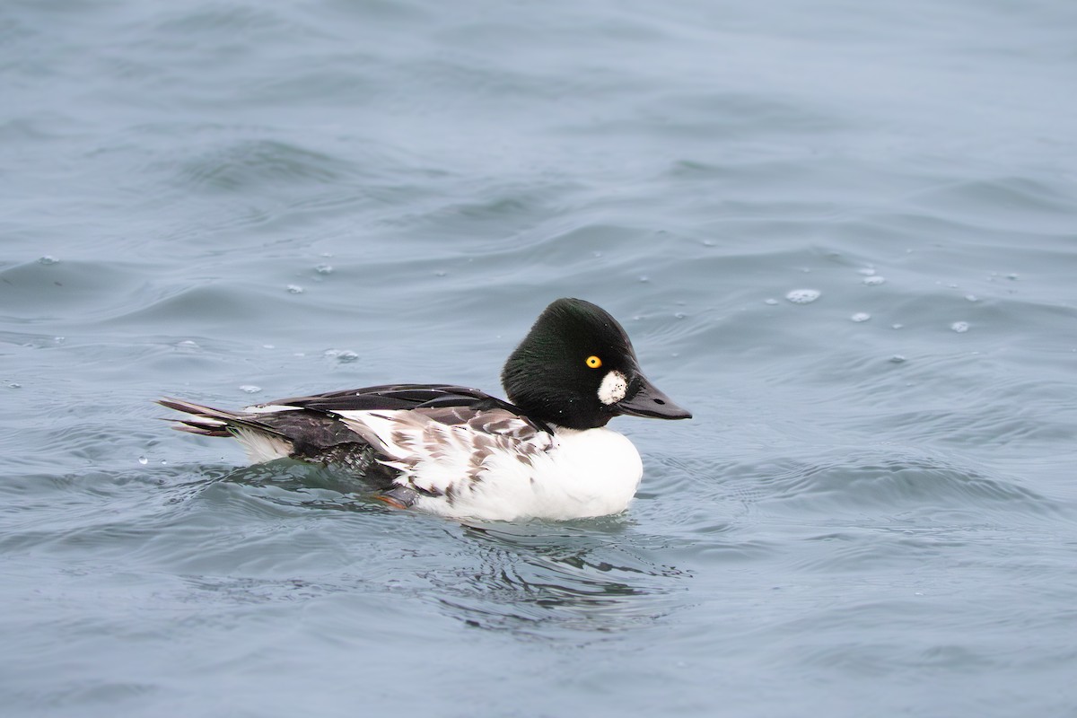 Common Goldeneye - ML646655496