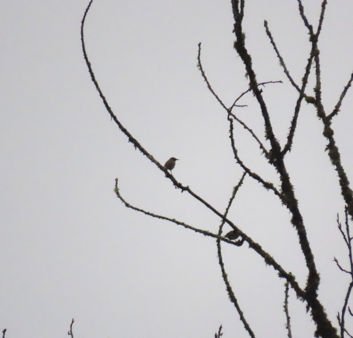 Estornino Pinto - ML646655497