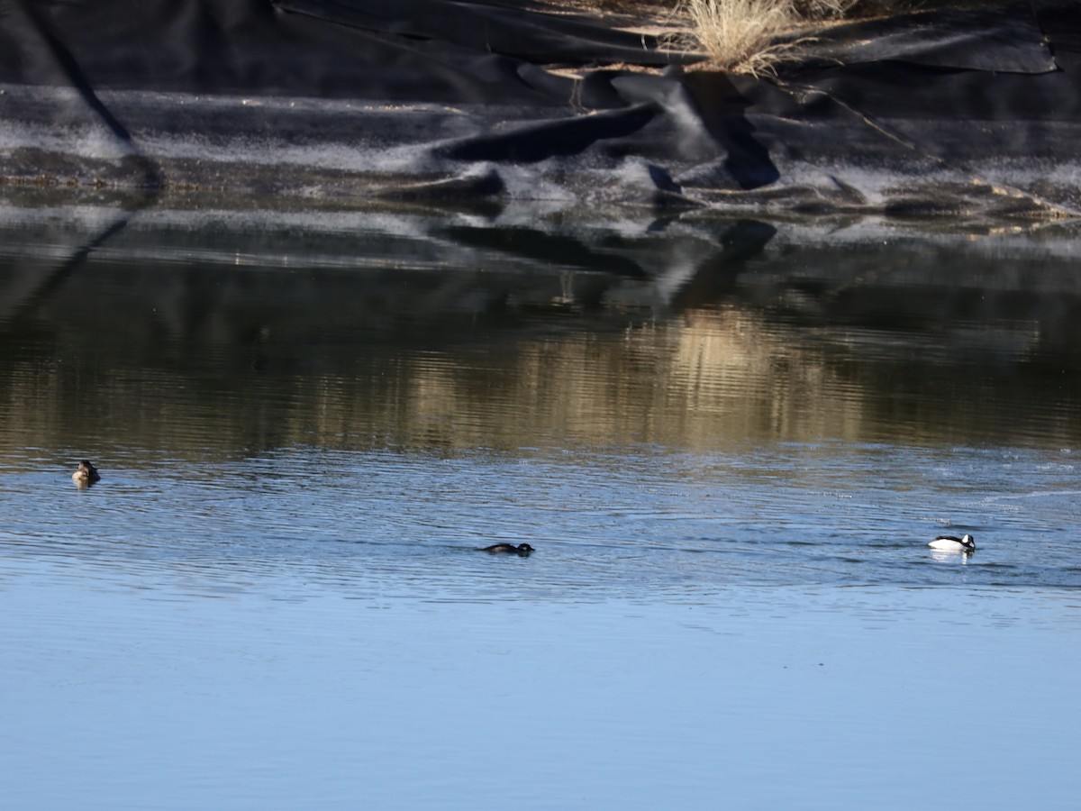 Bufflehead - ML646655498