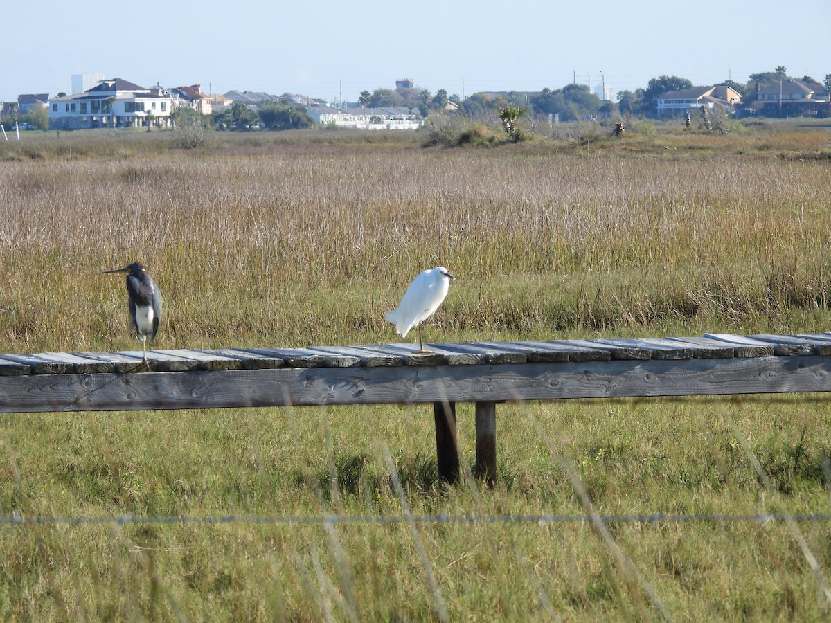 Snowy Egret - ML646655499