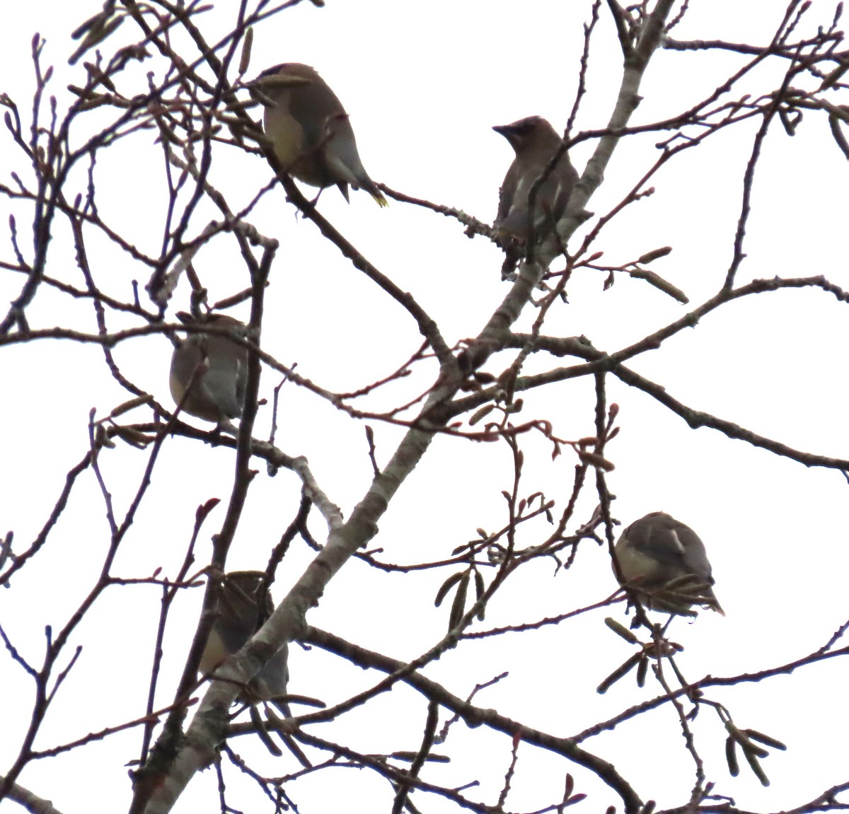 Ampelis Americano - ML646655506