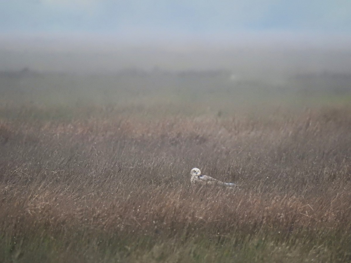 sivhauk - ML646655507