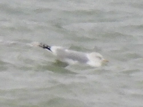 Goéland à bec cerclé - ML646655508