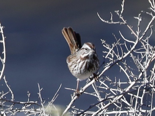 Song Sparrow - ML646655510