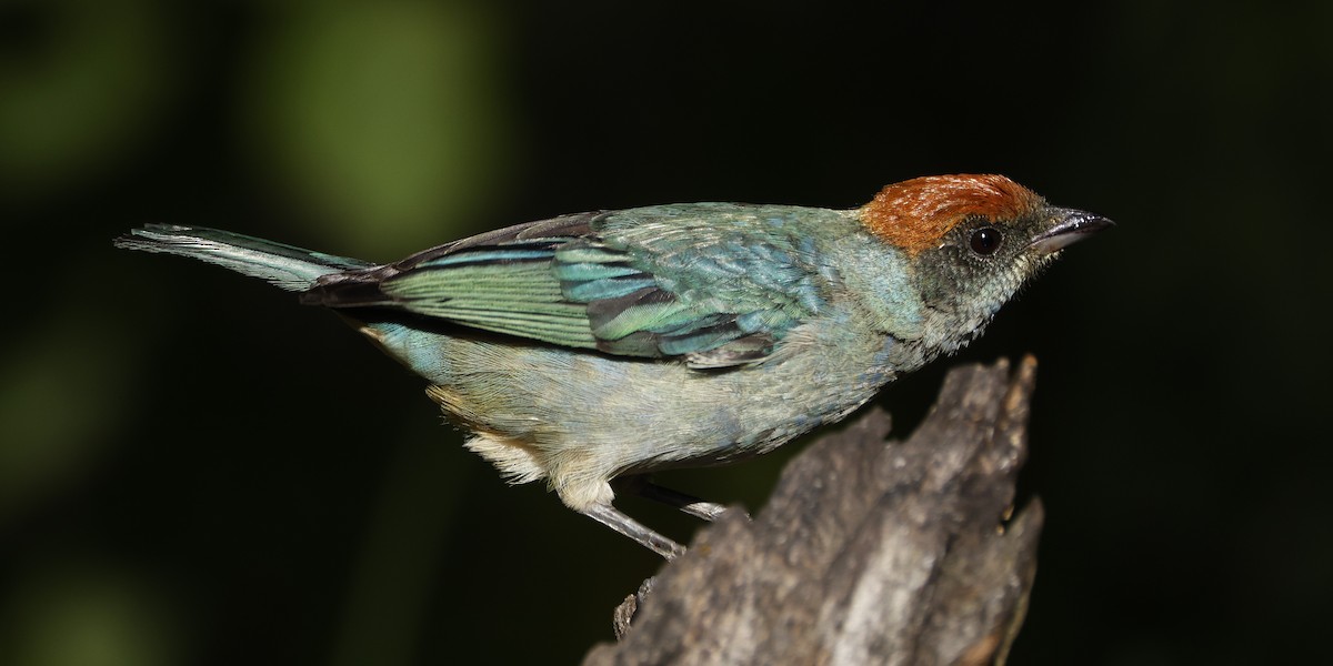 Scrub Tanager - ML646655511