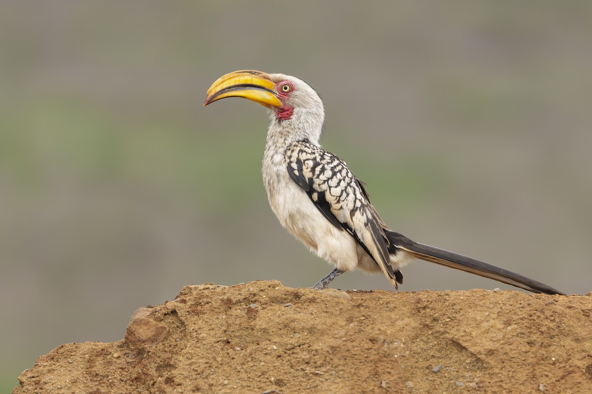 Southern Yellow-billed Hornbill - ML646655512