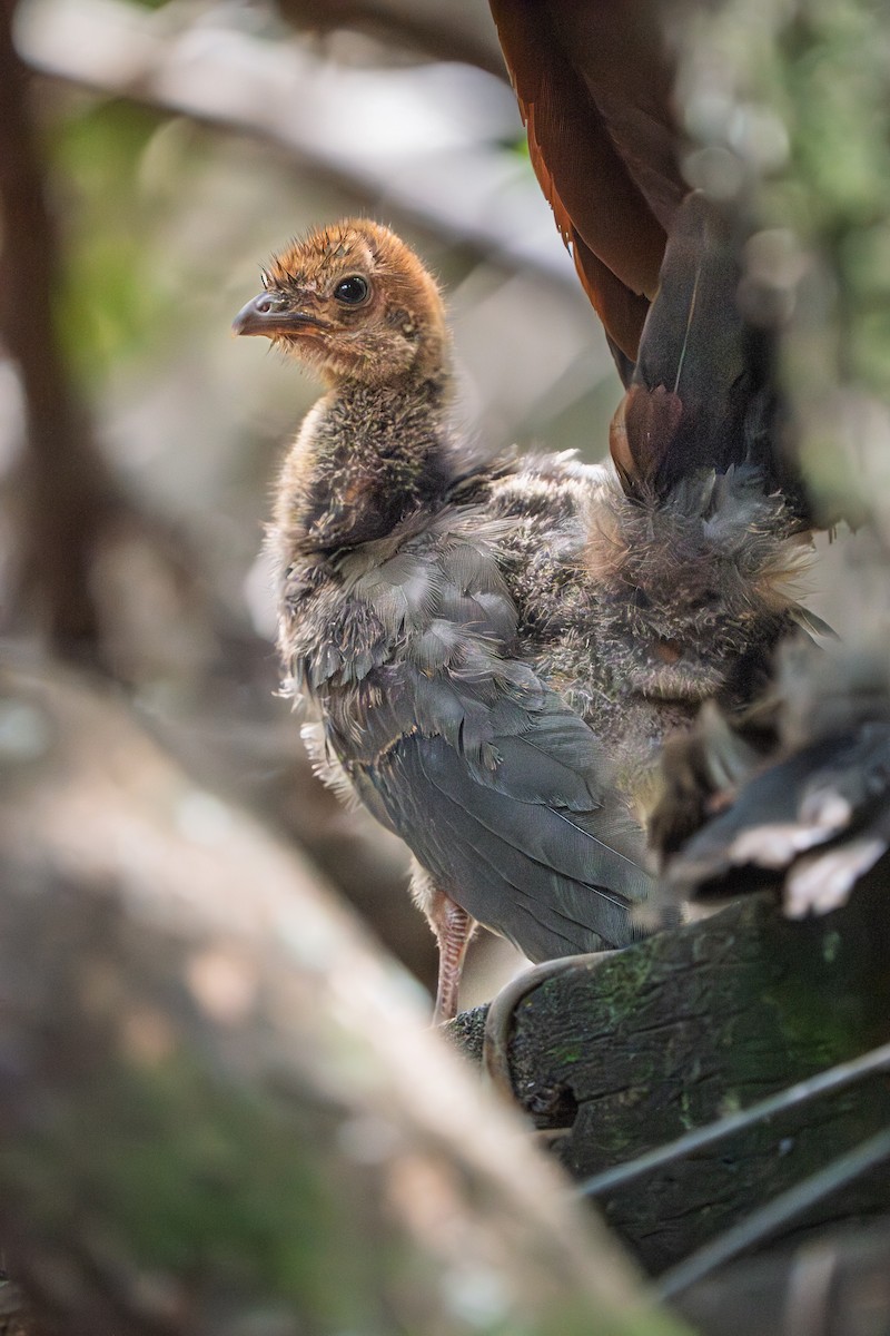 Chaco Chachalaca - ML646655513