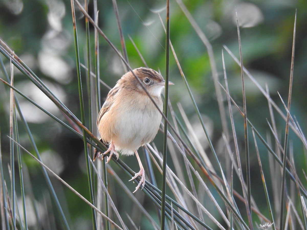 cistussanger - ML646655516