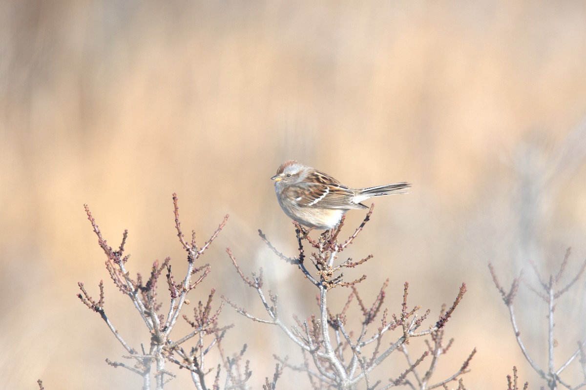 American Tree Sparrow - ML646655517