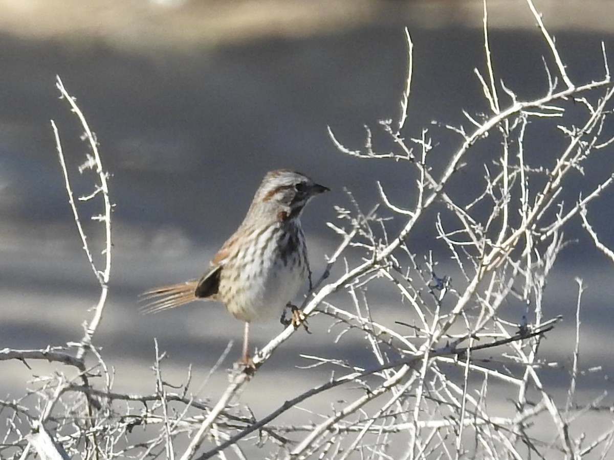 Song Sparrow - ML646655518