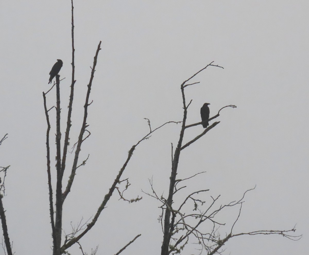 Cuervo Grande - ML646655520