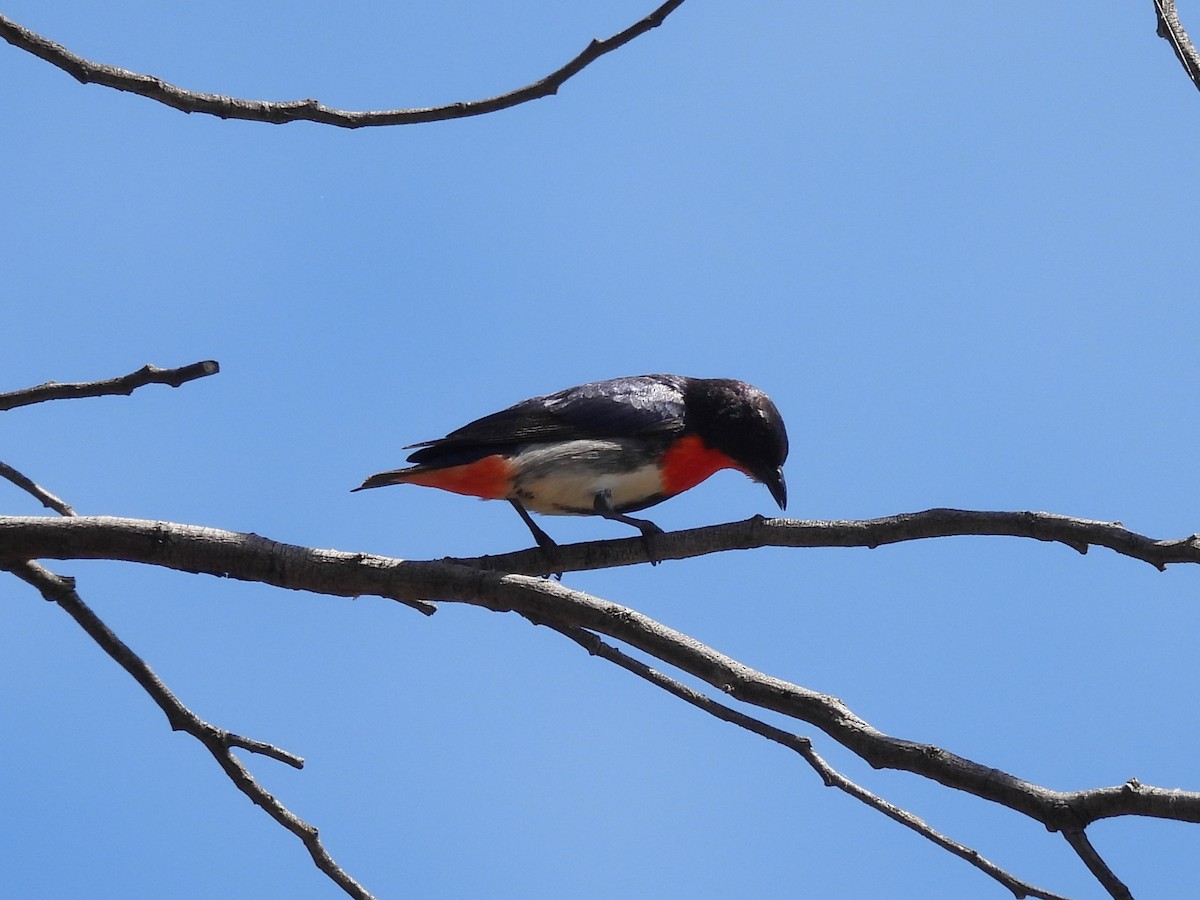 Mistletoebird (Australian) - ML646655527