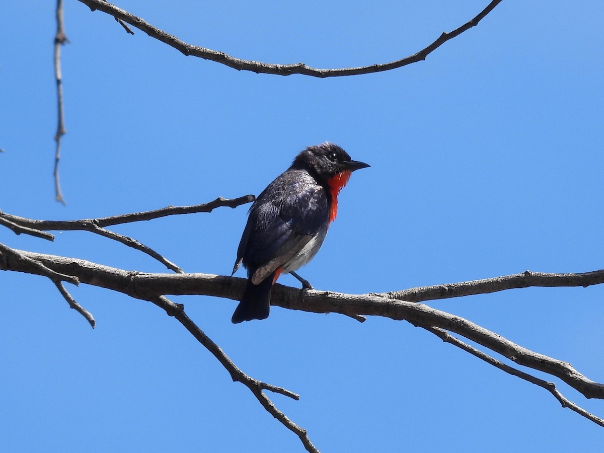 Mistletoebird (Australian) - ML646655528