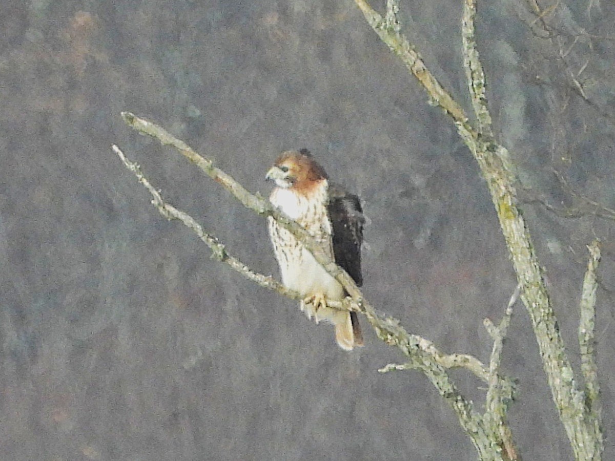 Канюк неоарктичний - ML646655529