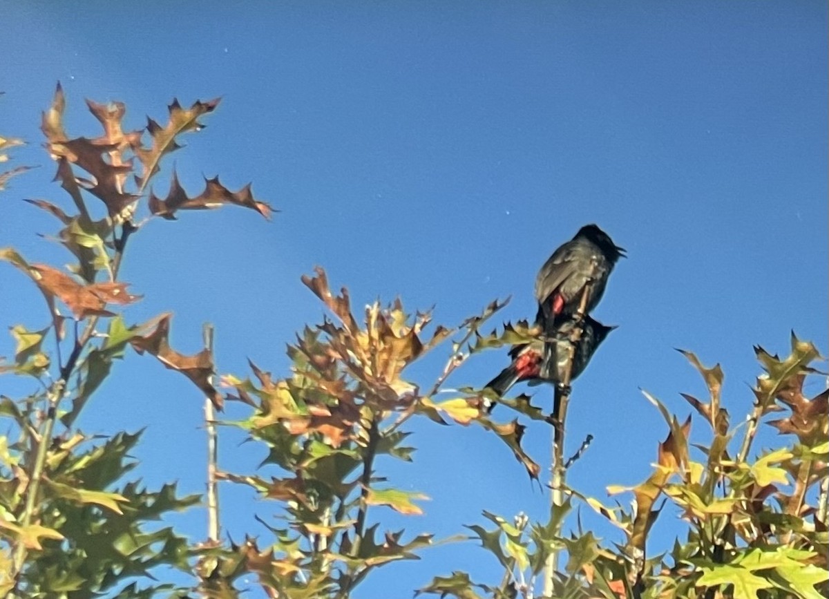 Red-vented Bulbul - ML646655530