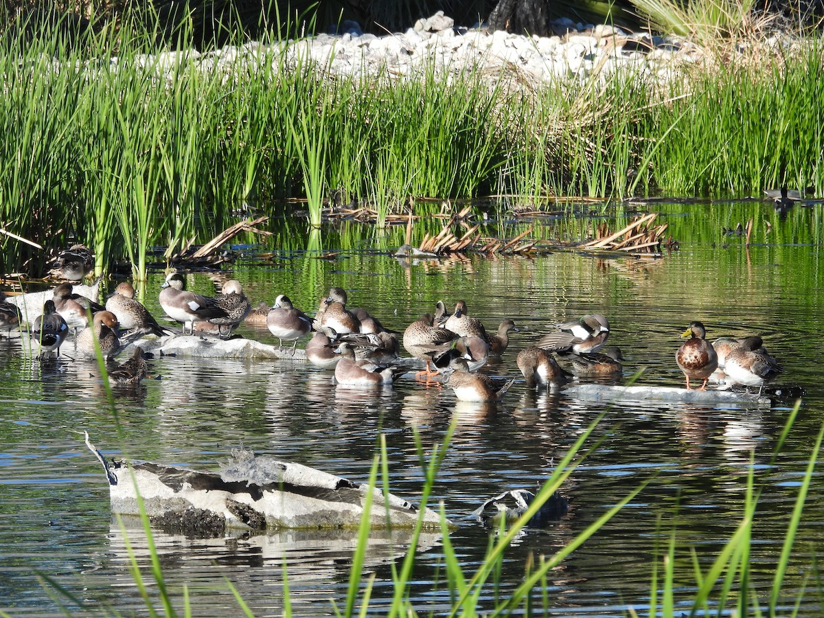 American Wigeon - ML646655534