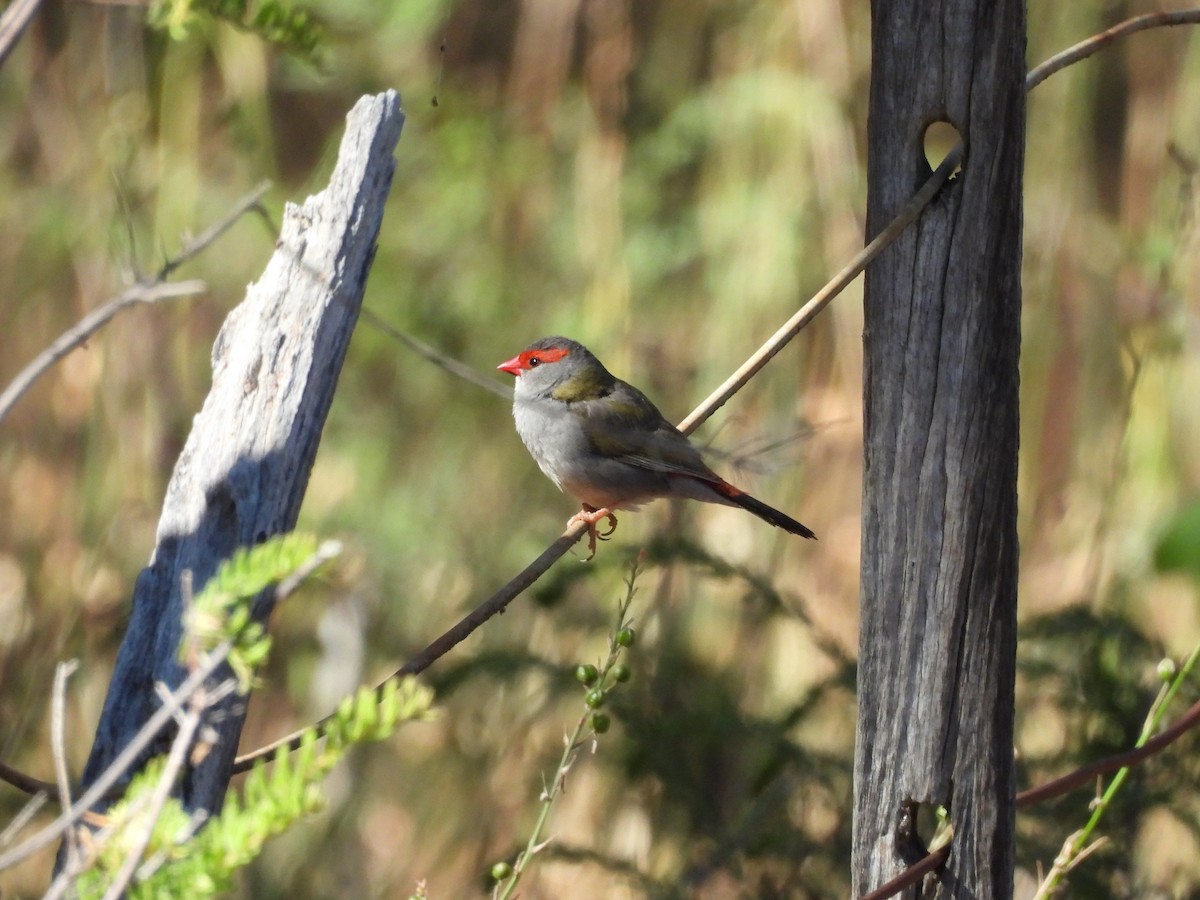 Red-browed Firetail - ML646655536