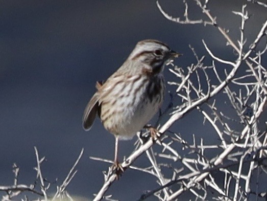 Song Sparrow - ML646655543